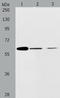 ATP Binding Cassette Subfamily E Member 1 antibody, TA323290, Origene, Western Blot image 