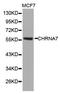 Cholinergic Receptor Nicotinic Alpha 7 Subunit antibody, orb135278, Biorbyt, Western Blot image 