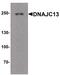 DnaJ homolog subfamily C member 13 antibody, PA5-38026, Invitrogen Antibodies, Western Blot image 