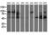 Dihydrolipoamide Dehydrogenase antibody, LS-C173229, Lifespan Biosciences, Western Blot image 