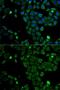SCARA1 antibody, GTX32729, GeneTex, Immunofluorescence image 