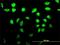 A-Kinase Anchoring Protein 17A antibody, H00008227-M02, Novus Biologicals, Immunofluorescence image 