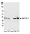 Mitogen-Activated Protein Kinase 1 Interacting Protein 1 Like antibody, A305-743A-M, Bethyl Labs, Western Blot image 