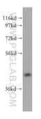 RAB3A Interacting Protein Like 1 antibody, 17827-1-AP, Proteintech Group, Western Blot image 