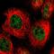 Anaphase Promoting Complex Subunit 11 antibody, HPA021989, Atlas Antibodies, Immunocytochemistry image 
