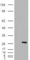 3-Hydroxybutyrate Dehydrogenase 2 antibody, LS-B10295, Lifespan Biosciences, Western Blot image 