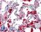 Pulmonary surfactant-associated protein A1 antibody, LS-B2543, Lifespan Biosciences, Immunohistochemistry frozen image 