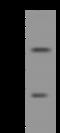 Heart And Neural Crest Derivatives Expressed 1 antibody, 200061-T38, Sino Biological, Western Blot image 