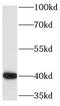 Pyridoxal kinase antibody, FNab06294, FineTest, Western Blot image 
