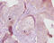 Carboxylesterase 1C  antibody, CSB-PA338557YA01MO, Cusabio, Immunohistochemistry frozen image 