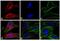 Mouse IgG antibody, 35510, Invitrogen Antibodies, Immunofluorescence image 