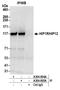 Huntingtin Interacting Protein 1 Related antibody, A304-805A, Bethyl Labs, Immunoprecipitation image 