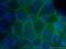 Catenin Beta 1 antibody, YF488-66379, Proteintech Group, Immunofluorescence image 
