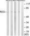 IK Cytokine antibody, TA314064, Origene, Western Blot image 