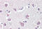 Thy-1 Cell Surface Antigen antibody, MBS243277, MyBioSource, Immunohistochemistry frozen image 