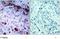 Janus Kinase 1 antibody, TA309990, Origene, Immunohistochemistry frozen image 