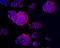 Coiled-Coil Domain Containing 47 antibody, NBP2-67919, Novus Biologicals, Immunofluorescence image 