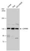 Cytoplasmic FMR1 Interacting Protein 2 antibody, TA307895, Origene, Western Blot image 