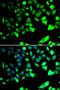 X-Linked Inhibitor Of Apoptosis antibody, LS-C346128, Lifespan Biosciences, Immunofluorescence image 