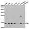 FXN antibody, TA327162, Origene, Western Blot image 