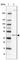 Chromosome 4 Open Reading Frame 17 antibody, HPA060564, Atlas Antibodies, Western Blot image 