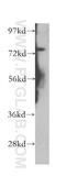 PHD finger protein 21A antibody, 12127-1-AP, Proteintech Group, Western Blot image 