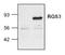 Regulator Of G Protein Signaling 3 antibody, NB120-2564, Novus Biologicals, Western Blot image 