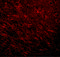 Leucine Zipper Tumor Suppressor Family Member 3 antibody, 5395, ProSci, Immunofluorescence image 