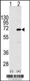 CCR4-NOT Transcription Complex Subunit 4 antibody, TA302282, Origene, Western Blot image 
