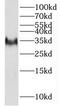 Prion Like Protein Doppel antibody, FNab06794, FineTest, Western Blot image 