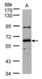 DnaJ Heat Shock Protein Family (Hsp40) Member C1 antibody, PA5-27963, Invitrogen Antibodies, Western Blot image 