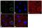 Proteasome Subunit Alpha 1 antibody, PA1-963, Invitrogen Antibodies, Immunofluorescence image 