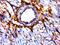 ERCC Excision Repair 8, CSA Ubiquitin Ligase Complex Subunit antibody, orb156770, Biorbyt, Immunohistochemistry paraffin image 