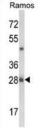 Nuclear Casein Kinase And Cyclin Dependent Kinase Substrate 1 antibody, AP52955PU-N, Origene, Western Blot image 
