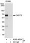 CCR4-NOT transcription complex subunit 2 antibody, A302-562A, Bethyl Labs, Immunoprecipitation image 