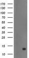 S100 Calcium Binding Protein P antibody, TA504478, Origene, Western Blot image 