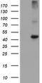 Carboxypeptidase A1 antibody, TA504522, Origene, Western Blot image 
