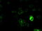 Prominin-2 antibody, LS-C784187, Lifespan Biosciences, Immunofluorescence image 