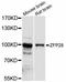 ZFP28 Zinc Finger Protein antibody, abx126809, Abbexa, Western Blot image 