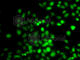 PR/SET Domain 7 antibody, A7961, ABclonal Technology, Immunofluorescence image 