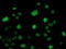 DNA excision repair protein ERCC-1 antibody, LS-C173764, Lifespan Biosciences, Immunofluorescence image 