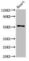 Fibrinogen Gamma Chain antibody, LS-C677943, Lifespan Biosciences, Western Blot image 