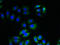 Integral Membrane Protein 2A antibody, A62806-100, Epigentek, Immunofluorescence image 