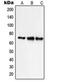 Solute Carrier Family 9 Member A9 antibody, orb215412, Biorbyt, Western Blot image 