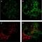 Selectin P antibody, NB100-65392, Novus Biologicals, Immunohistochemistry paraffin image 