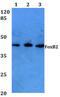 Forkhead Box B2 antibody, PA5-36474, Invitrogen Antibodies, Western Blot image 