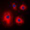 40S ribosomal protein S4, X isoform antibody, orb214534, Biorbyt, Immunofluorescence image 