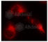 Microtubule Associated Protein Tau antibody, AP0162, ABclonal Technology, Immunofluorescence image 