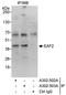ELL Associated Factor 2 antibody, A302-503A, Bethyl Labs, Immunoprecipitation image 
