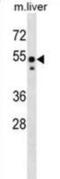 SRC antibody, abx029440, Abbexa, Western Blot image 